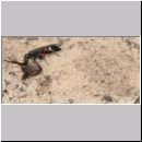 Episyron rufipes - Wegwespe w17 beim Nesteintrag mit einer Spinne.jpg